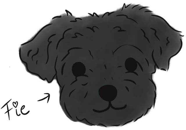 Illustration of my black maltipoo Fie
